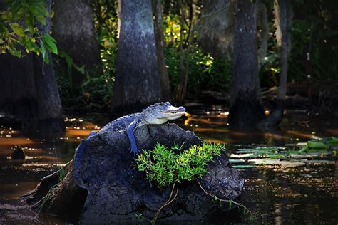Alligator Gator Louisiana · Free Photo On Pixabay