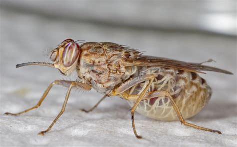 New Tool To Fight Deadly Tsetse Fly The New York Times
