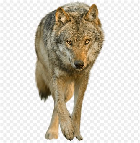 Here you can download free wolf png pictures with transparent background. Free download download wolf png transparent images ...