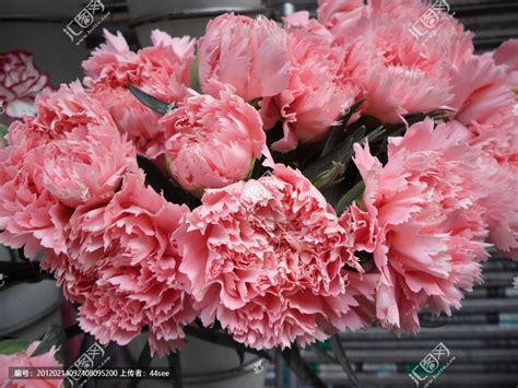 康乃馨 has not filled out their profile. 康乃馨,花卉,植物花草,摄影,汇图网www.huitu.com