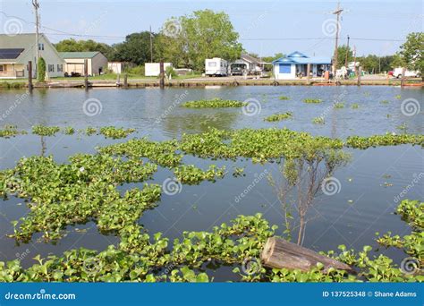 Bayou Lafourche, Louisiana stockfoto. Bild von küsten - 137525348