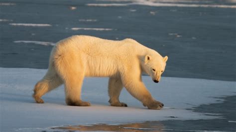Russian Archipelago Ends State Of Emergency After Polar Bear Invasion