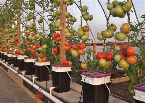 How To Grow Tomatoes Hydroponically In A Greenhouse And At Home
