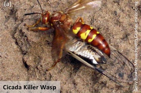 Arizona Bug Experts That Giant Wasp Doesn T Want To Murder You Local News