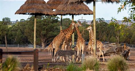 Zoofari Lodge Taronga Conservation Society Australia