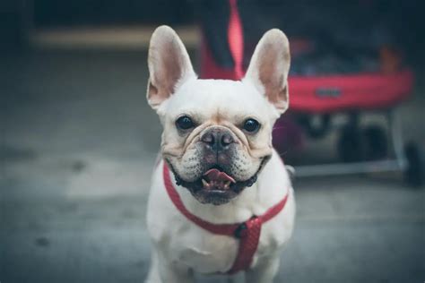 Grooming French Bulldogs Tips And Guide Frenchbulldogio