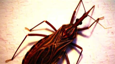 Kissing Bug Could Be Deadly Cnn Video