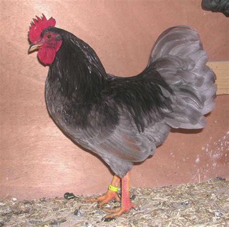 Bantam and large fowl weight: Blau ungesäumt