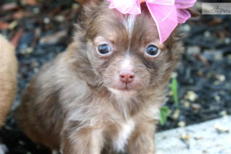 Please fell free to post revelant stuff related to katerina! Chihuahua puppy for sale near Monroe, Louisiana | d70344e4-14c1