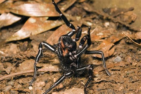To catch one safely, reduce the risk of a bite by wearing gardening gloves and long trousers tucked into socks with sturdy shoes or boots. Sydney Funnel-web Spider - Stock Image - F031/4466 ...