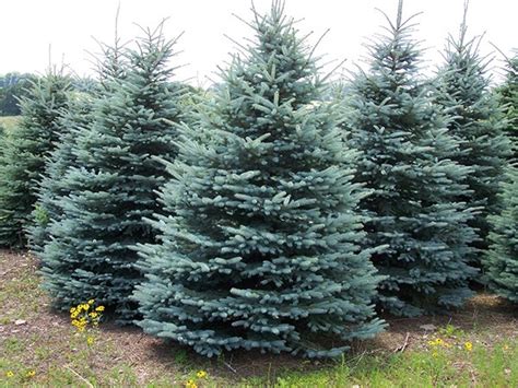 Cut Your Own Christmas Tree Farms Near Atlanta
