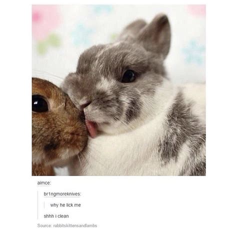 20 Clean Rabbit Memes Factory Memes