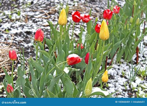 Blooming Tulip Flowers In Spring Covered With Cold White Snow Spring