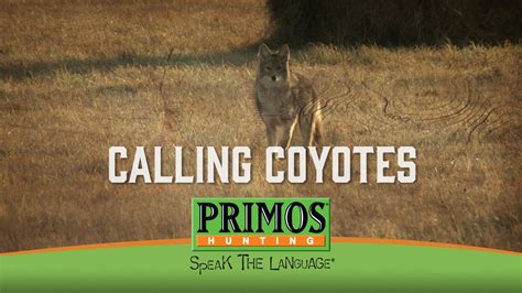 Calling In Coyotes Youtube