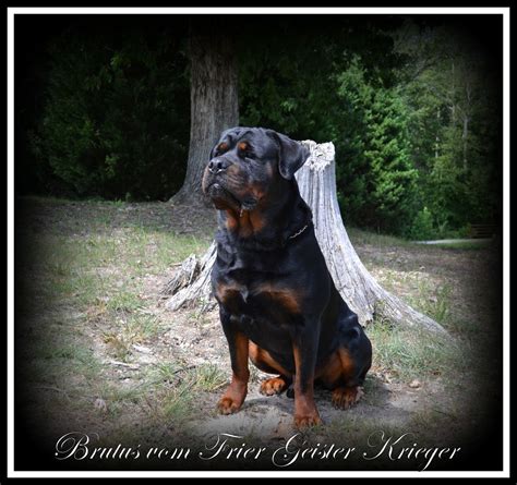 Maybe you would like to learn more about one of these? Black Jade Rottweilers | Rottweiler Breeder | Snellville ...