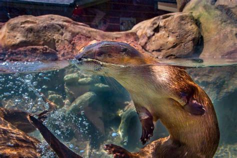 Milwaukee County Zoo Opens Otterly Fun Exhibit From Pgav Destinations