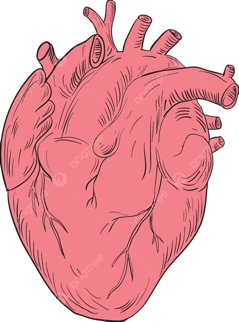 Human Heart Anatomy Drawing Human Heart Anatomy Heart Drawing Vector