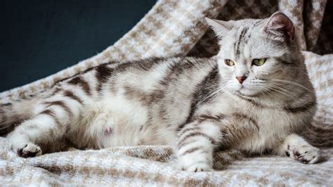 Normal Cat Nipples Vs Pregnant Cat Nipples 5 Key Changes