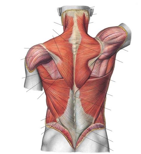 Camada Superficial Dos Músculos Do Dorso Diagram Quizlet