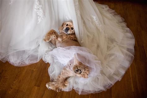 A Dog Laying On Top Of A Wedding Dress With Its Paws In The Air