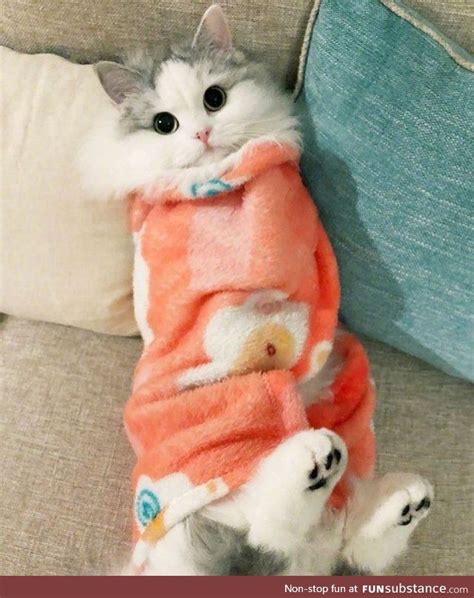 Purrito Funsubstance Baby Cats Cute Baby Cats Cute Cats
