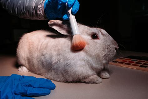 Animal Testing Statistics Peta