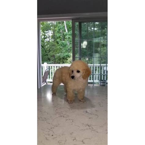 Miniature poodles for adoption , small dog breeds , puppies sale , puppies on sale near me , dogs and puppies , puppies. For Sale Tiny toy poodle puppies in Bronx, New York - Puppies for Sale Near Me