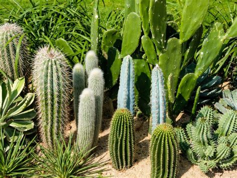 Types Of Cactus For The Garden Using Cactus Landscaping