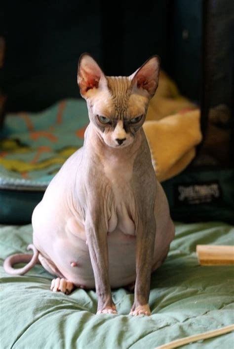 For example, you can get a larger house for less cash in some regions compared to others, and in some states, you’ll pay more. 11 Cats So Pregnant You Just Can't Look Away | Cuteness