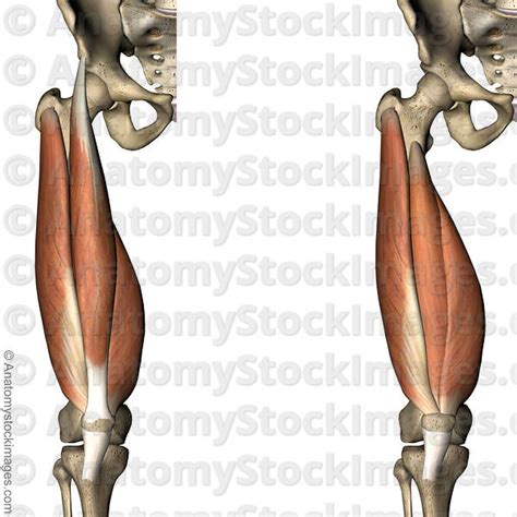Anatomy Stock Images Knee Muscles Musculus Quadriceps Femoris Vastus