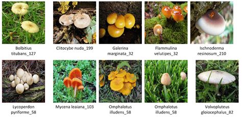 Applied Sciences Free Full Text Wild Mushroom Classification Based