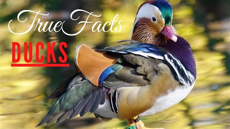 True Facts About The Duck Otosection