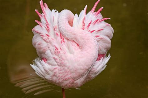 Wallpaper Pink Flamingos Beak Sleep Flower Plant Flamingo