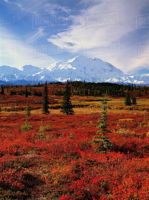 Mt Mckinley And Red Tundra In Fall Denali National Park Int Alaska
