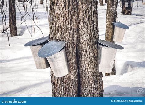 Maple Trees With Buckets Collecting Sap In Spring Stock Image Image