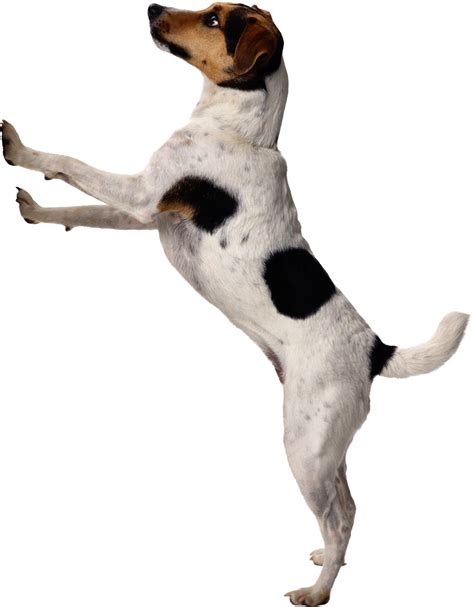 Dogs Png Image Free Download
