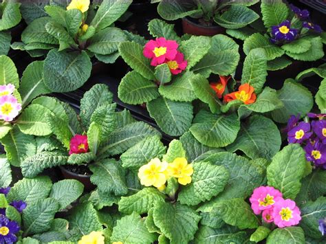 39,088 free images of beautiful flower. File:Flower close up nice flower.jpg