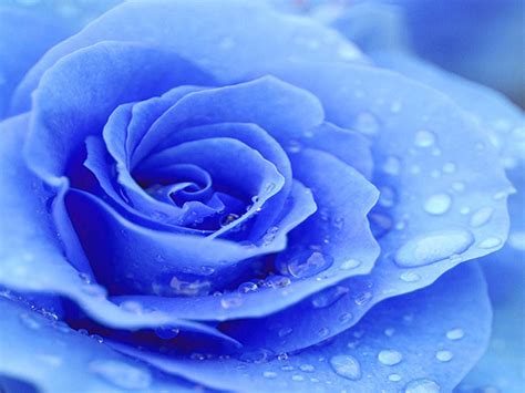 48 Blue Rose Wallpapers For Desktop Wallpapersafari