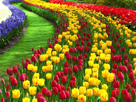 Nice Flower Garden Pictures Af6 Tulip Garden Srinagar 2019