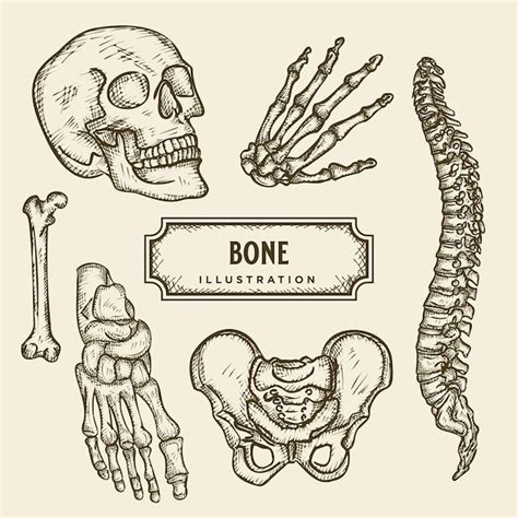Premium Vector Bone Illustration