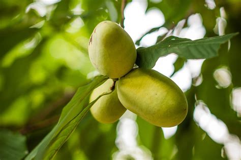 How To Plant And Grow Pawpaw Trees
