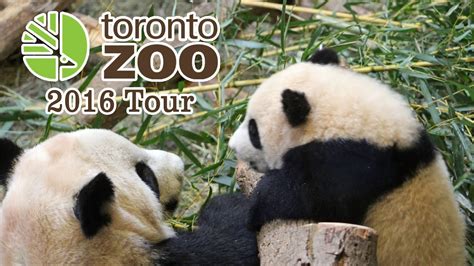 Toronto Zoo Tour Giant Panda Cubs And More Youtube