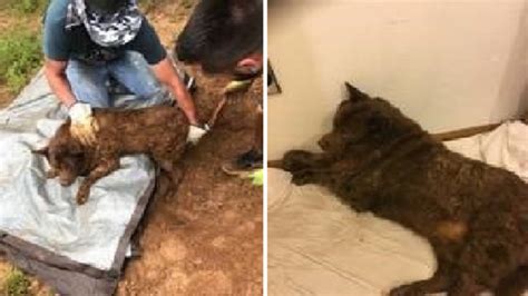Reward Grows To 10000 After Dog Is Found Buried Alive Wsmv News 4