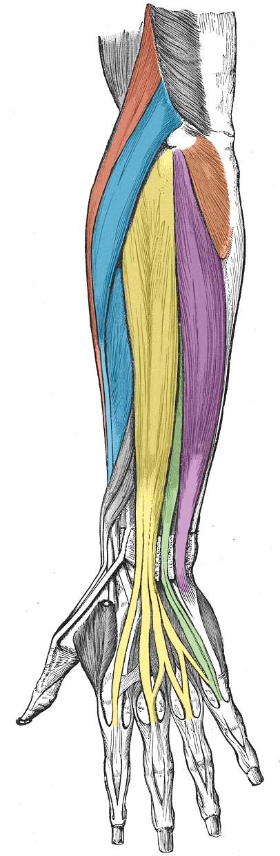Muscles of the anterior compartment of the forearm. The Upper Limb - TeachMeAnatomy