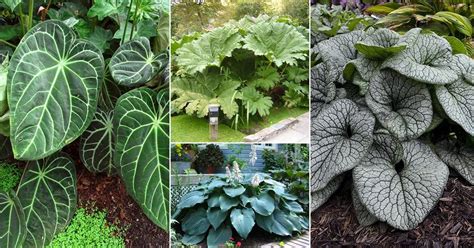 10 Gorgeous Outdoor Plants With Striking Green And White Leaves You