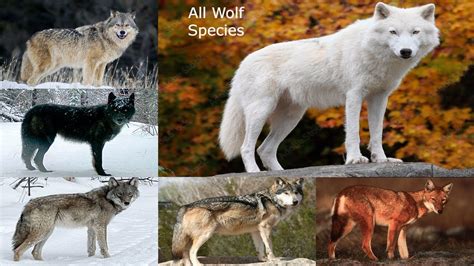 All Wolf Species In The World Subspecies Youtube