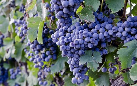 Grapes Hd Wallpaper Background Image 1920x1200
