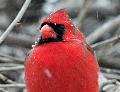 Male Cardinal In Snowfall Photographs By Jinn Creative Commons