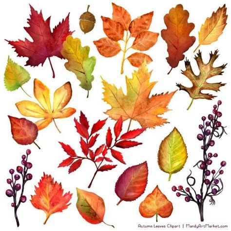 Watercolor Autumn Leaves And Branches Clipart Watercolor Etsy