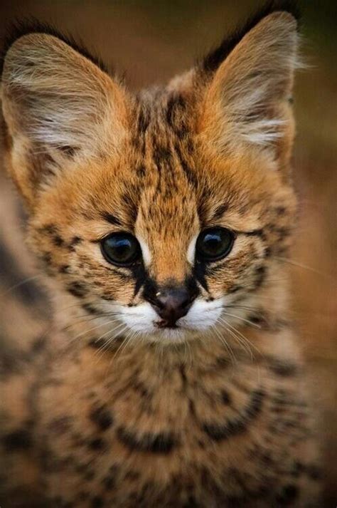 Baby Lynx~ Big Cats Adorable Animals Wild Animals